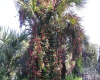 bignonia capreolata ab 10.jpg